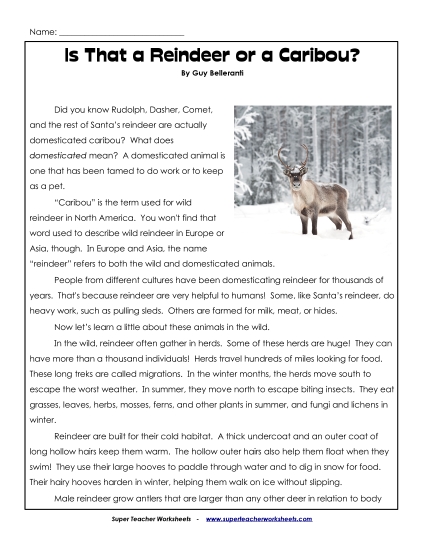 Mammals - Reindeer 