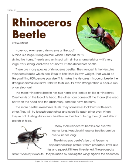 Articles with Questions - Rhinoceros Beetle
