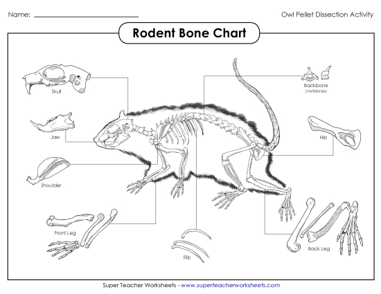 Owl Pellets - Rodent Skeleton Chart Owl Pellets - Rodent Skeleton Chart