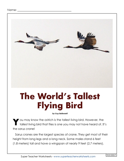 Birds - Sarus Cranes: Tallest Fliers Birds - Sarus Cranes: Tallest Fliers