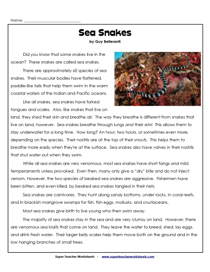 Reptiles - Sea Snakes Reptiles - Sea Snakes