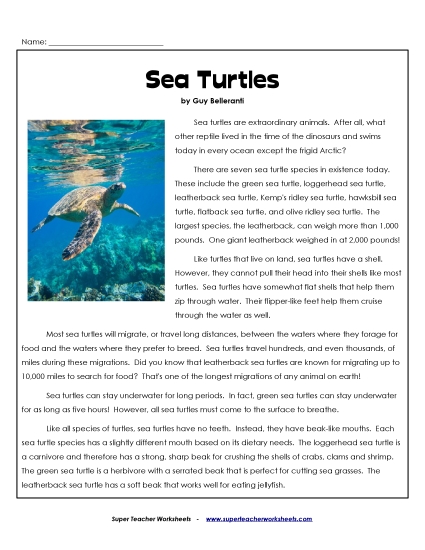 Reptiles - Sea Turtles