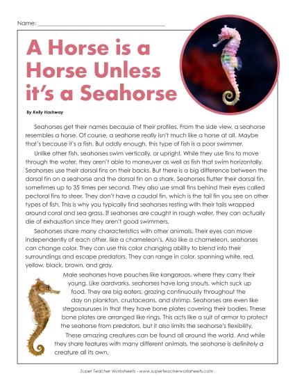 Fish - Seahorses Fish - Seahorses