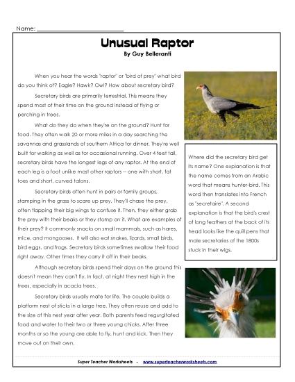 Birds - Secretary Bird Birds - Secretary Bird