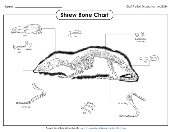 Owl Pellets - Shrew Skeleton Chart Owl Pellets - Shrew Skeleton Chart