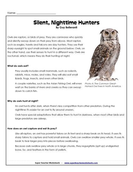 Owl Reading Comprehension - Silent, Nighttime Hunters