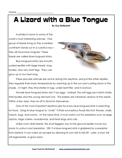 Reptiles - Skink Reptiles - Skink