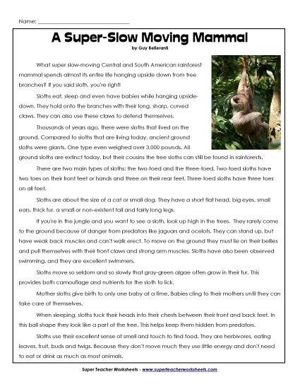 Mammals - Sloths