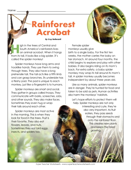 Mammals - Spider Monkeys Mammals - Spider Monkeys
