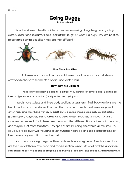 Insects, Spiders, and Bugs - Spiders, Beetles, and Centipedes