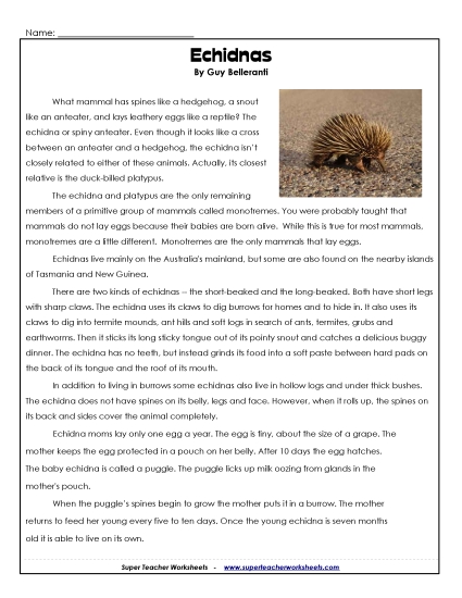 Nonfiction Articles  - Spiny Anteater (Echidna) 