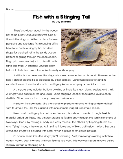 Fish - Stingrays