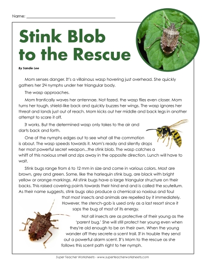Insects, Spiders, and Bugs - Stink Bugs