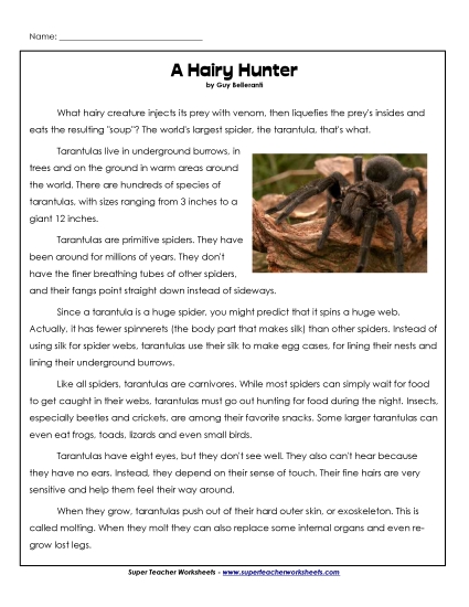 Insects, Spiders, and Bugs - Tarantulas Insects, Spiders, and Bugs - Tarantulas