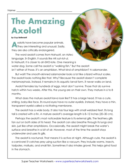 Nonfiction Articles - The Amazing Axolotl (Printable PDF Worksheet) Nonfiction Articles - The Amazing Axolotl (Printable PDF Worksheet)