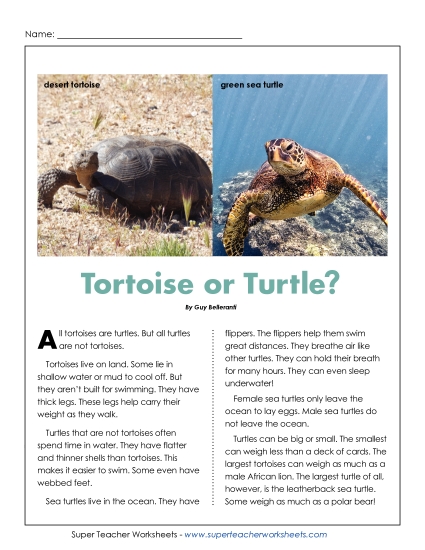 Reptiles - Tortoise or Turtle?