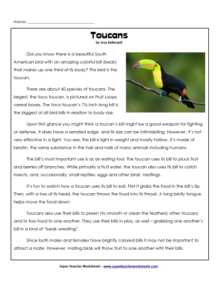 Birds - Toucans Birds - Toucans