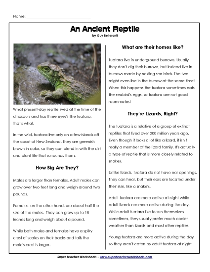 Reptiles - Tuatara Reptiles - Tuatara