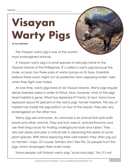 Mammals - Visayan Warty Pigs Mammals - Visayan Warty Pigs