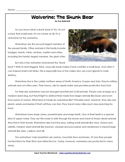 Mammals - Wolverines