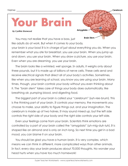 Human Body Articles - Your Brain