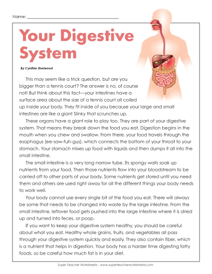Human Body Articles - Your Digestive System Human Body Articles - Your Digestive System