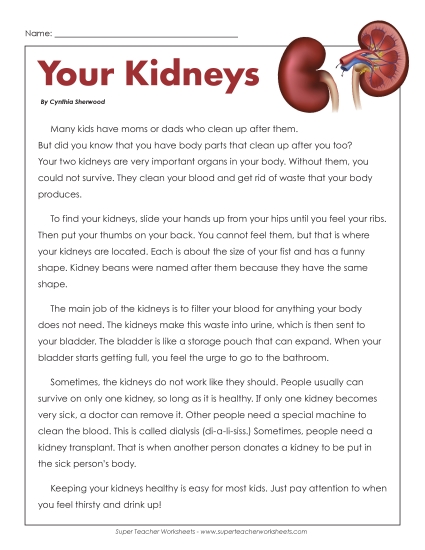 Human Body Articles - Your Kidneys