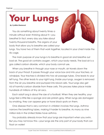 Human Body Articles - Your Lungs Human Body Articles - Your Lungs