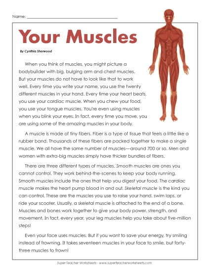 Human Body Articles - Your Muscles
