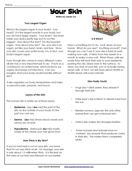 Human Body Articles - Your Skin
