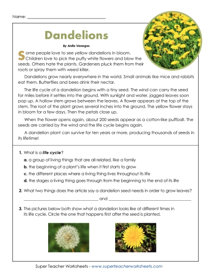 aDandelions
