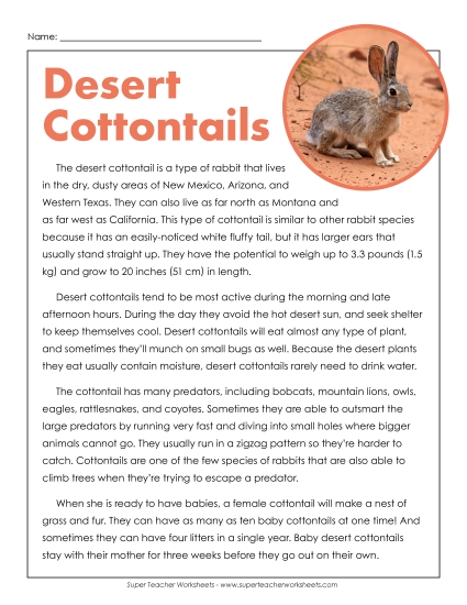 Desert Cottontails 4th Grade Reading Comprehension Worksheet