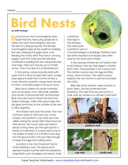 New Bird Nests Worksheet New Bird Nests Worksheet