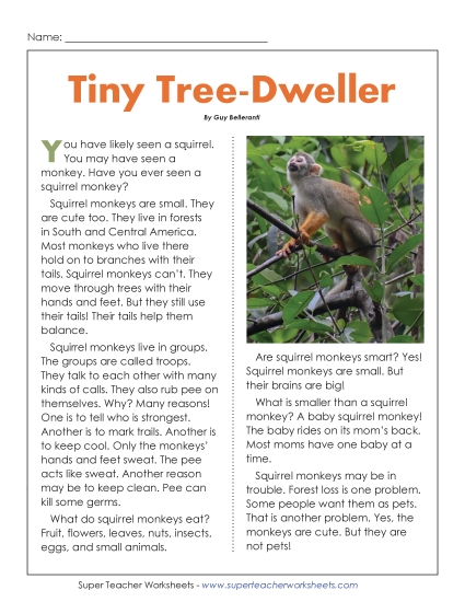 Squirrel Monkey