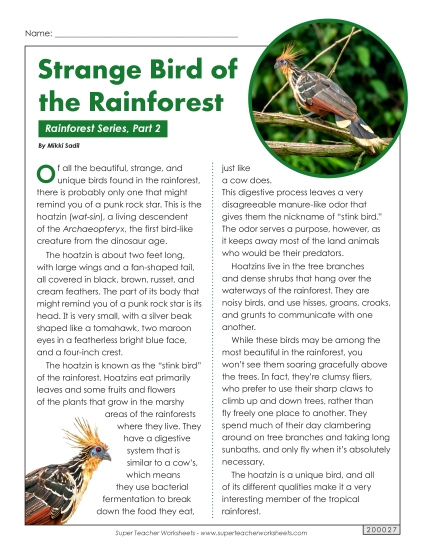 Rainforest, Part 2: Hoatzin Bird 5th Grade Reading Comprehension Worksheet