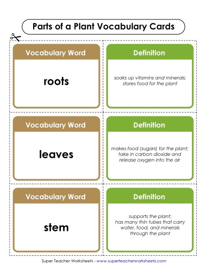 Preview image for Plant Parts Vocab Cards