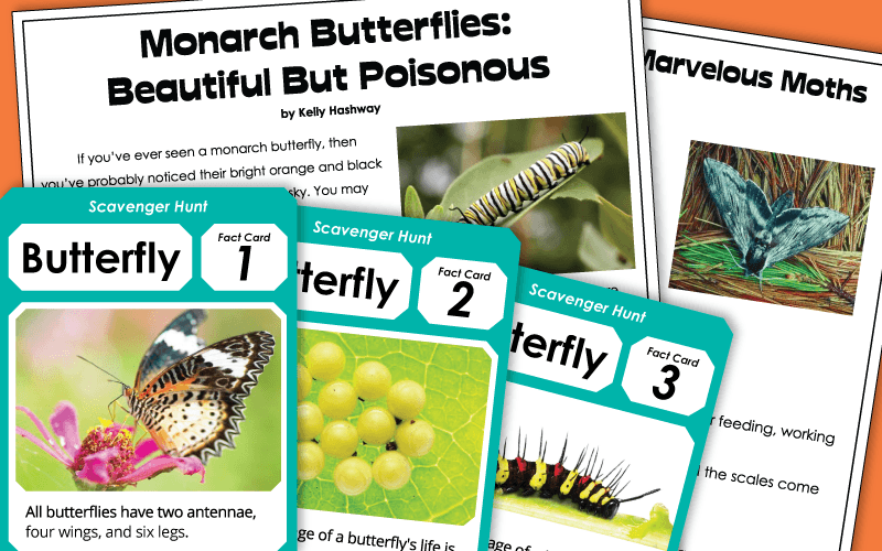 Butterfly Life Cycle Worksheets