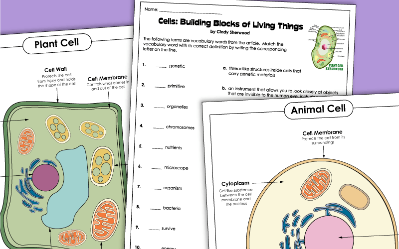 Cell labeling worksheet answers