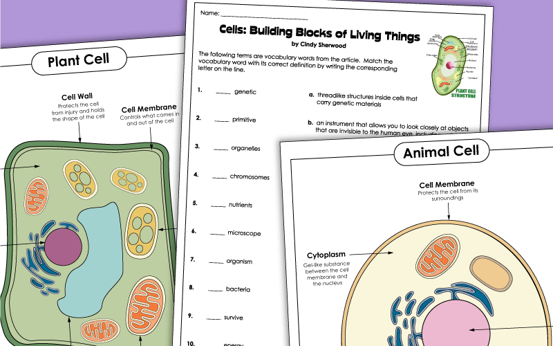 Plant and Animal Cell Worksheets