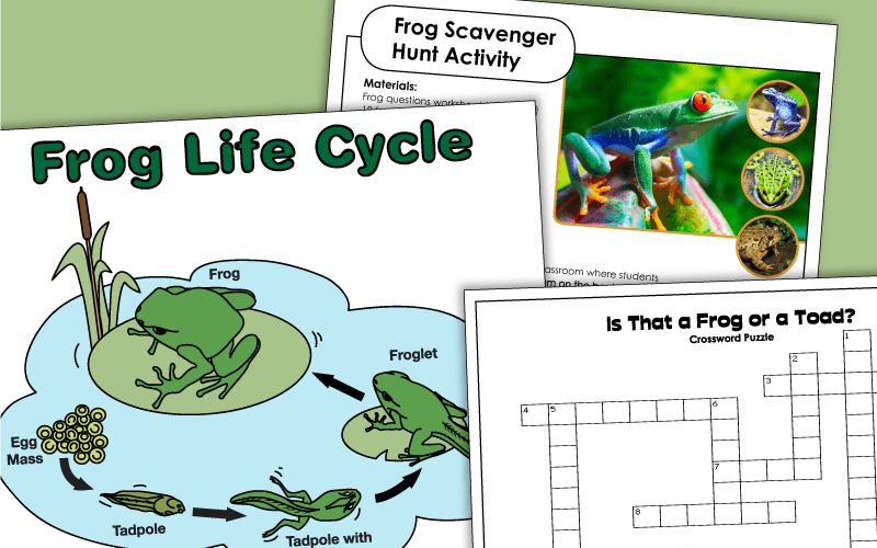 Frog Life Cycle Worksheets