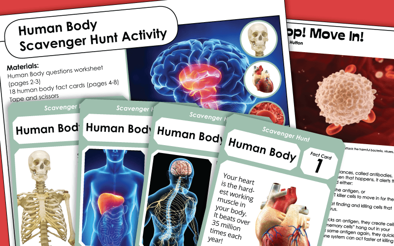 human body systems for kids worksheets