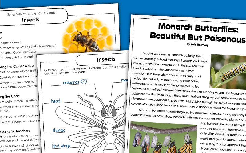 Insect Worksheets