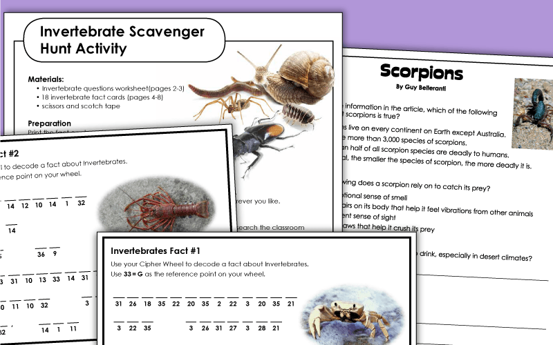 Invertebrates - Worksheets and Activities