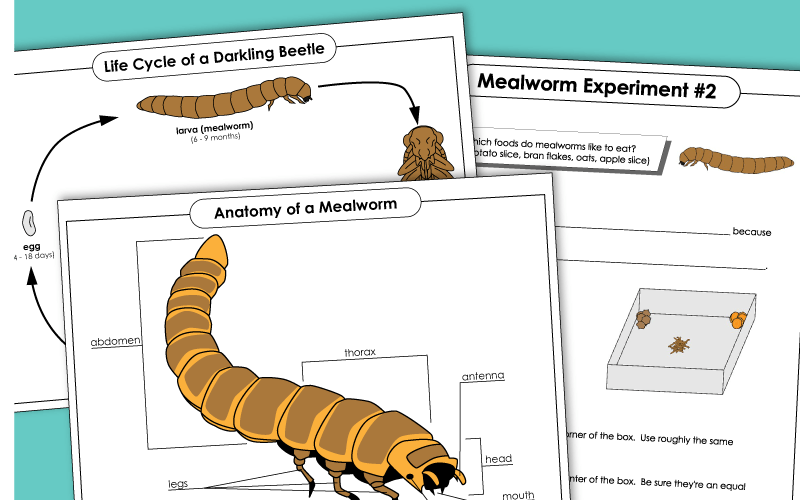 Mealworm Life Cycle Worksheets