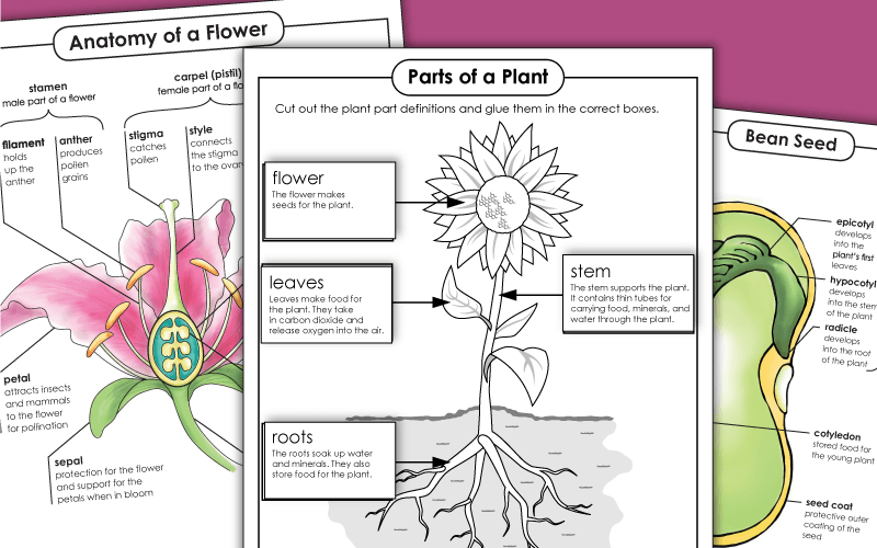 Plant Worksheets