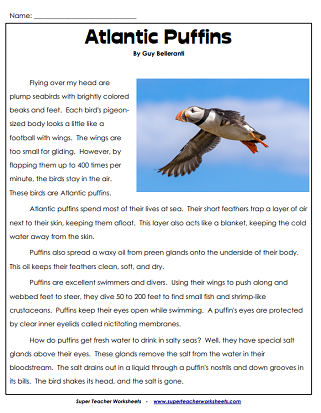 Animal Articles - Reading Comprehension - Atlantic Puffins