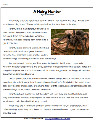 Animal Articles - Reading Comprehension - Tarantulas