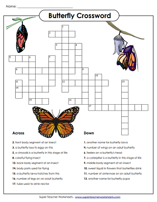 Butterfly Life Cycle Crossword Puzzle