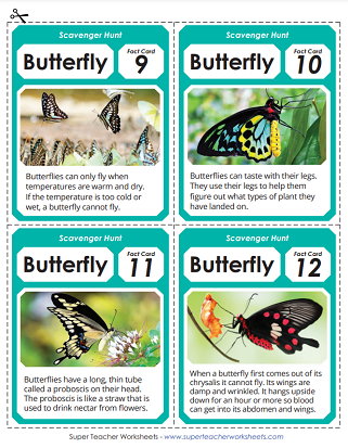 Butterfly Life Cycle Games and Activities - Scavenger Hunt