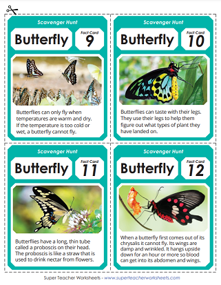 Butterfly Life List  List of Butterflies